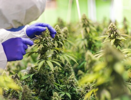 Is Cannabis in Minnesota Legal?